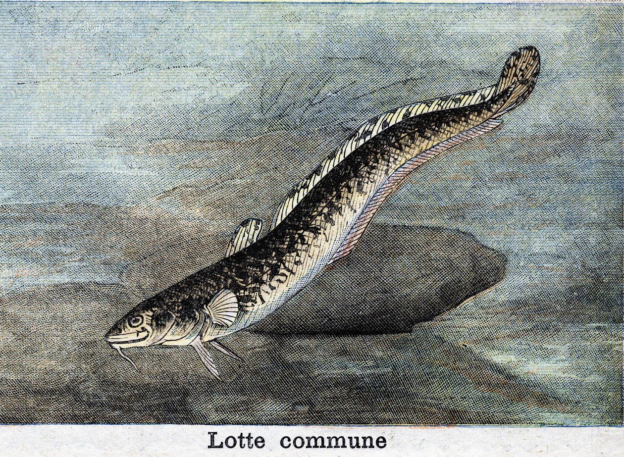 Közönséges Lotte-metszet 1898-ból alkotó: Unknown artist