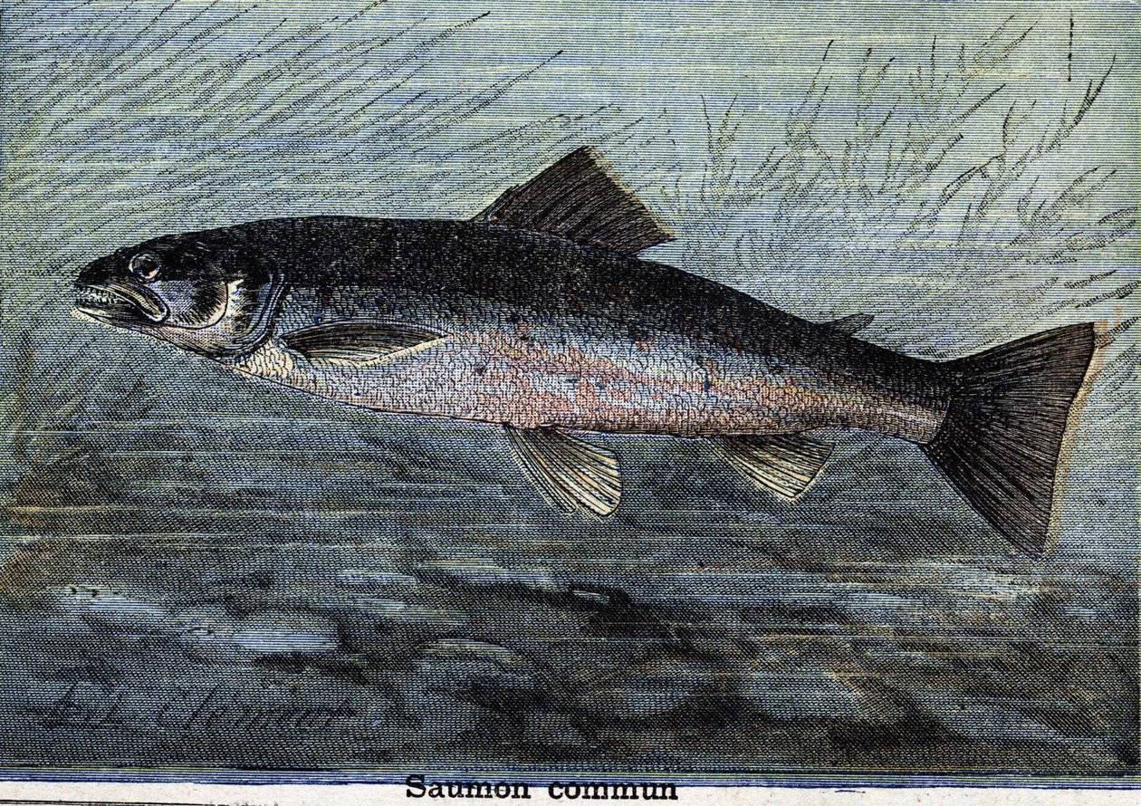 Közönséges lazac. Metszet 1897-ből alkotó: Unknown artist