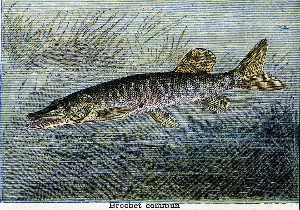 Közönséges csuka. Metszet 1897-ből alkotó: Unknown artist