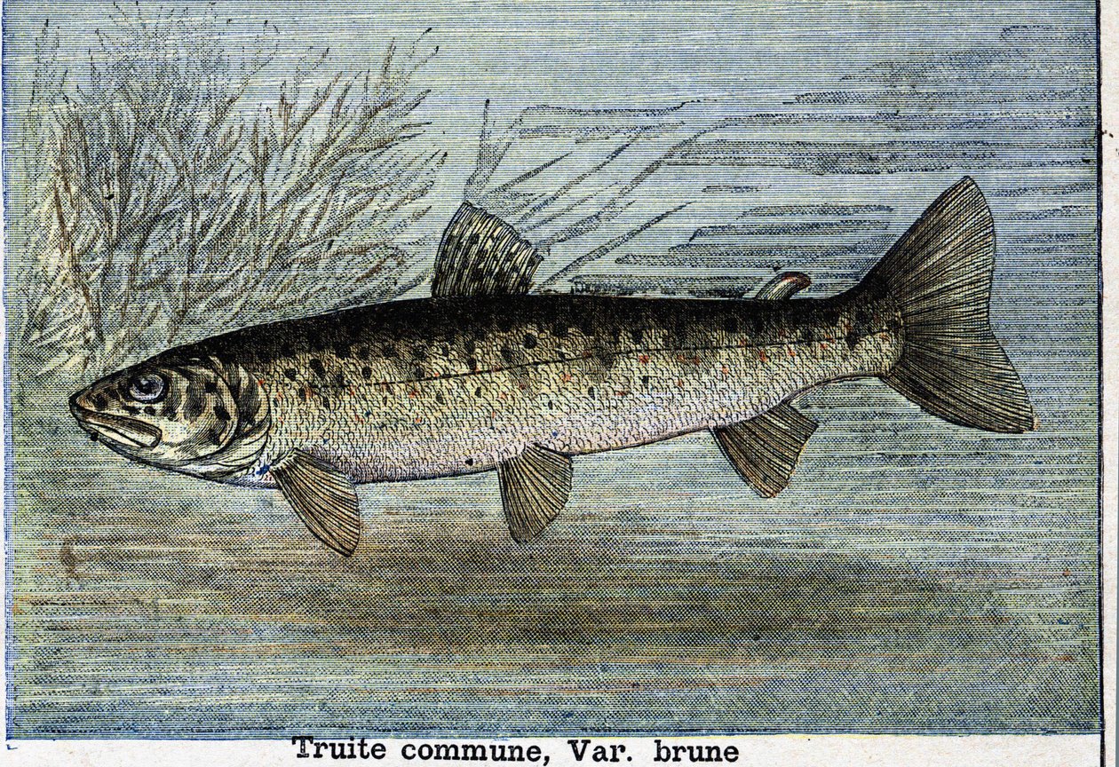 Közönséges pisztráng. Metszet 1897-ből alkotó: Unknown artist