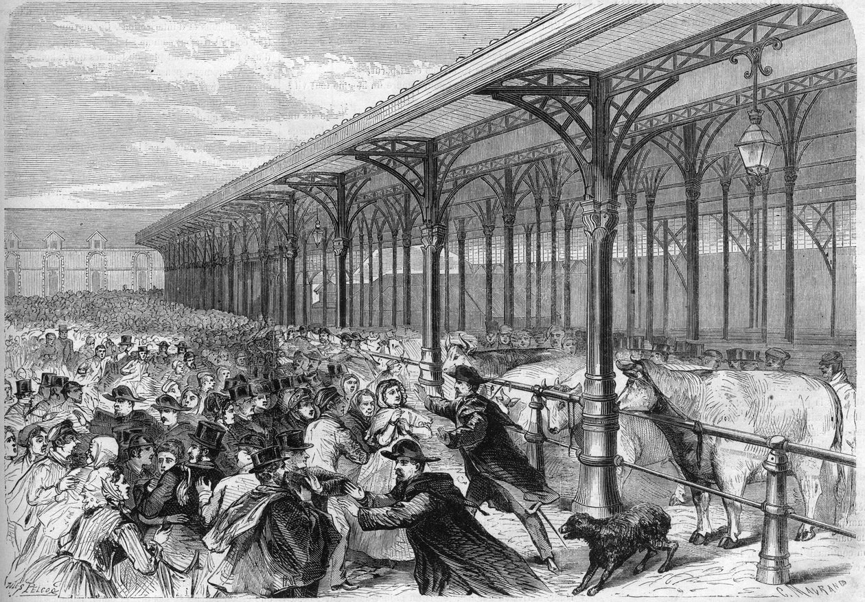 Kövér marhahús verseny a párizsi Marche de la Villette-ben. Metszet a „"The Illustrious Universe"-be alkotó: Unknown artist
