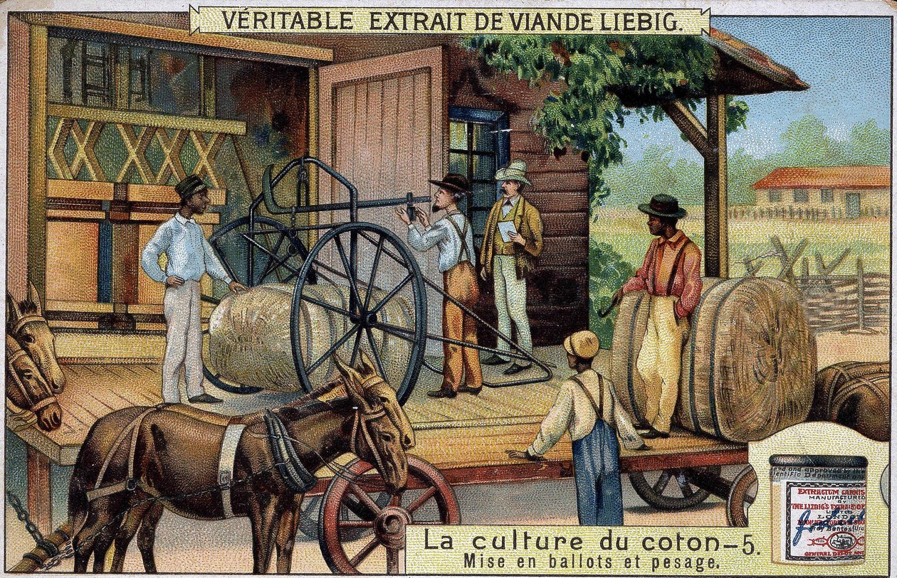 Gyapottermesztés: Bales and Weighing (USA) Liebig kromolitográfiája a XIX. alkotó: Unknown artist