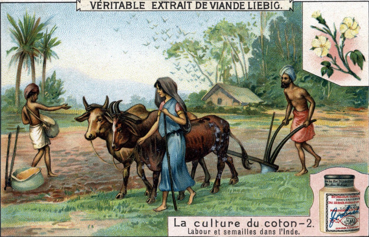 Gyapottermesztés: szántás és vetés Indiában. Kromolitográfia, Liebig-kép. alkotó: Unknown artist