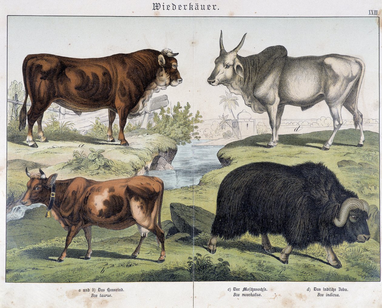 Tehén, marhahús, jack - in “” Natural History of Mammals”, szerk. Schreiber alkotó: Unknown artist