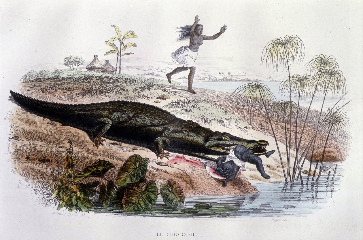 Egy kisgyereket felfaló krokodil – Lacépède „Histoire Naturelle”-jében, szerk. Veurne, Párizs alkotó: Unknown artist