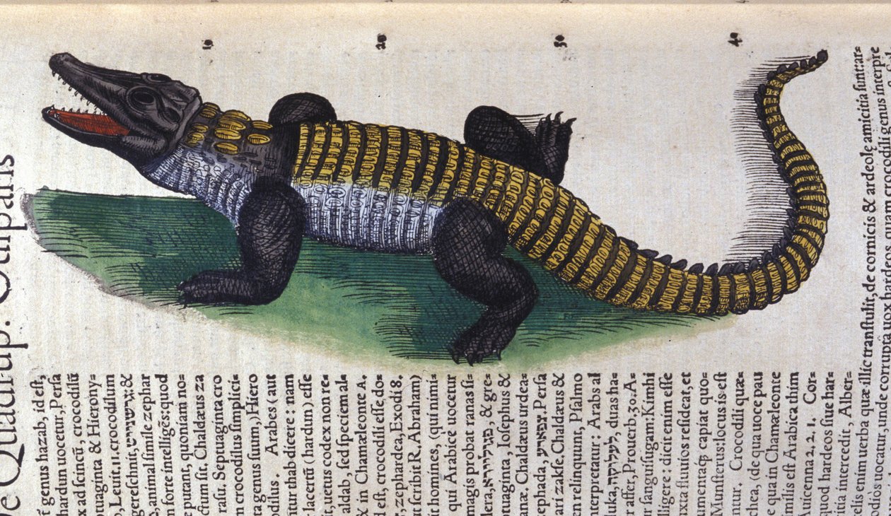 Krokodil. in Historia Animalium, Conrad Gesner (1516-1565), Tiguri alkotó: Unknown artist
