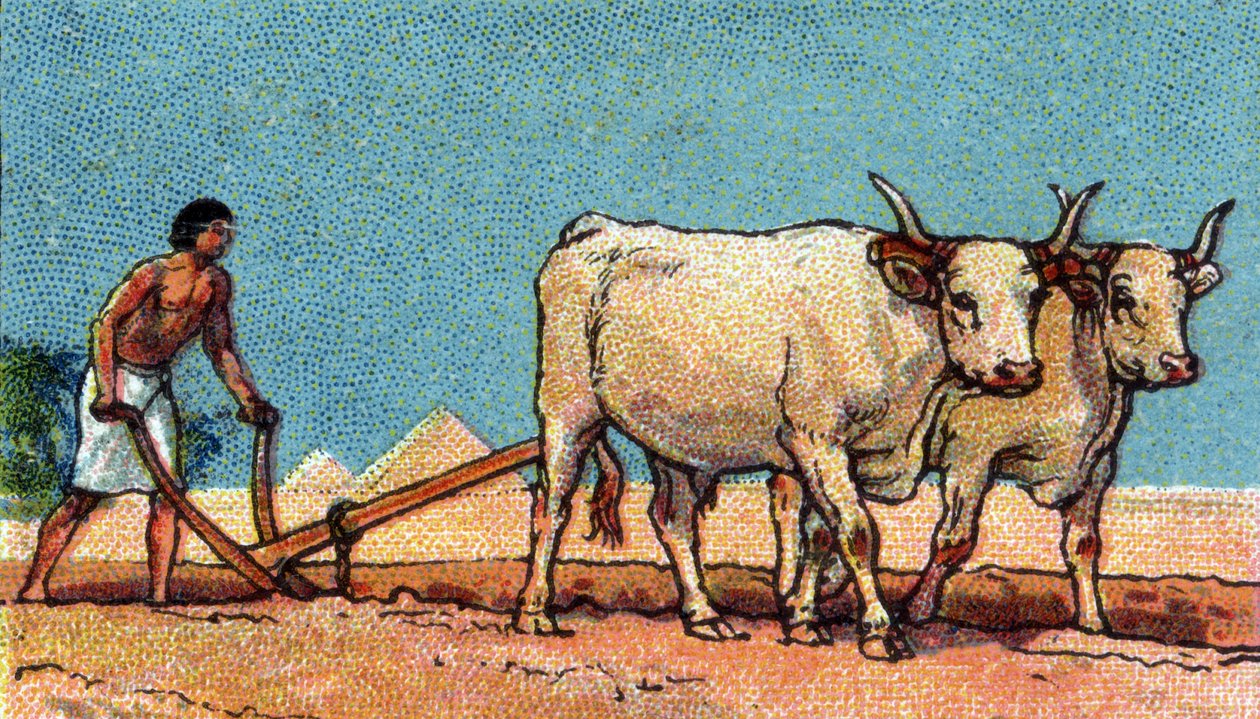 Napi élet az ókori Egyiptomban: parasztember szántás közben, 20. század eleje (kromo) alkotó: Unknown Artist