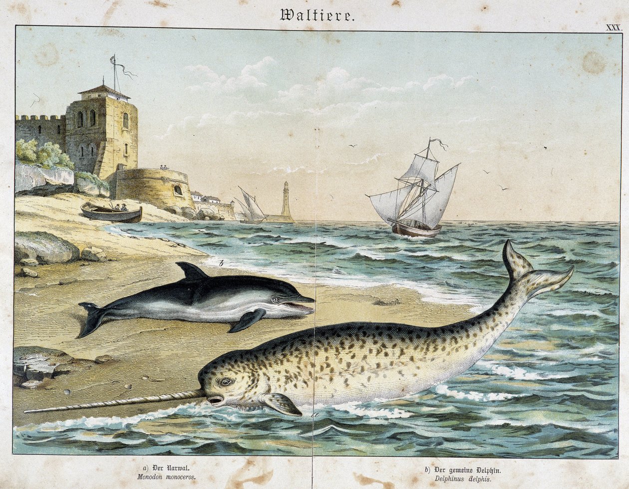 Dauphin és Narwhal (vagy Narwhal), egy cet – a „” Nature Stories of Mammals” című könyvben, szerk. Schreiber alkotó: Unknown artist