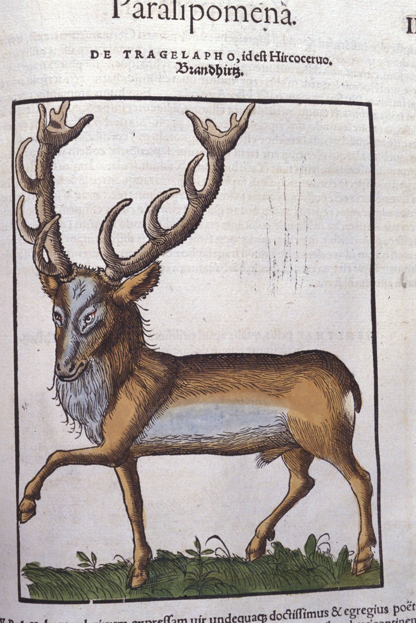 Szarvas a Historia animalium nyomán, Konrad Gesner, Tiguri alkotó: Unknown artist