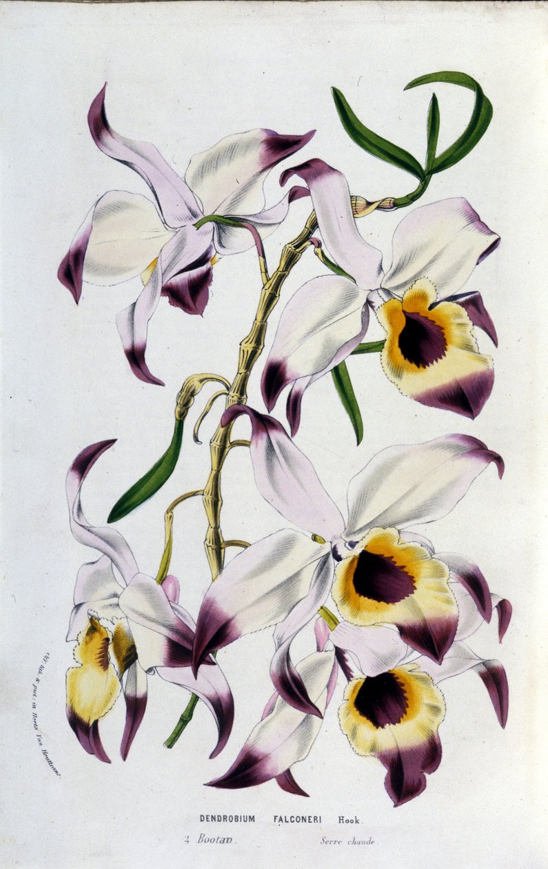 Dendrobium falconeri: az orchideák családja. alkotó: Unknown artist