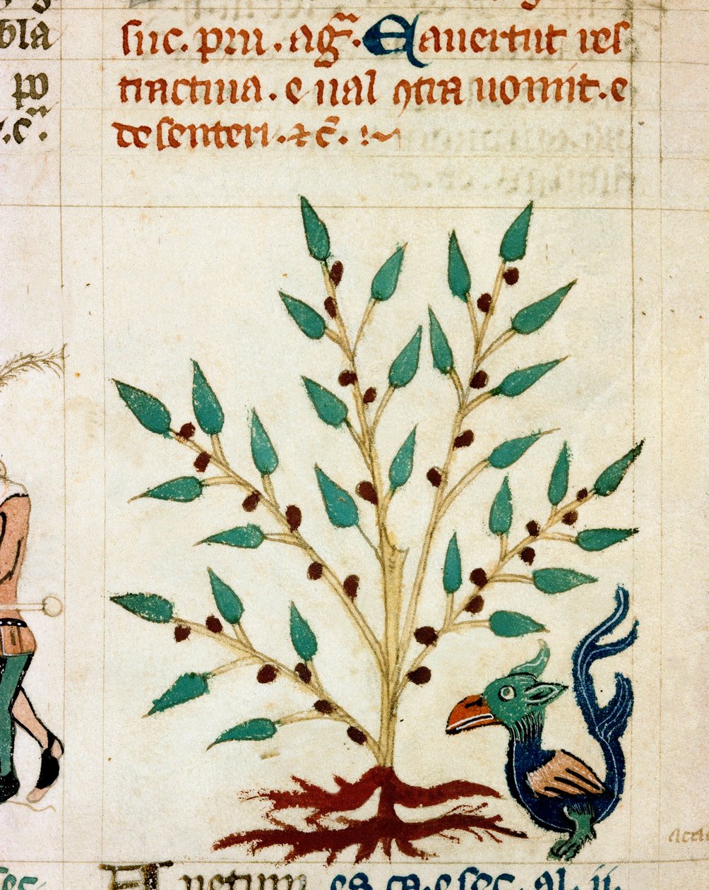 Egy fantasztikus fa és állat leírása. Miniatűr „” Dis des philosophes” típusú provence-i kéziratból” (MS Palat. 586) 14. századi Biblioteca Nazionale Florence alkotó: Unknown artist