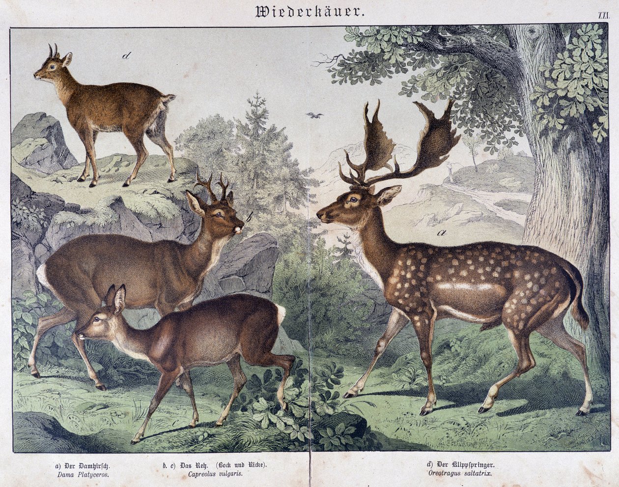 Diche, velúr - in „” Az emlősök természetrajza””, szerk. Schreiber alkotó: Unknown artist