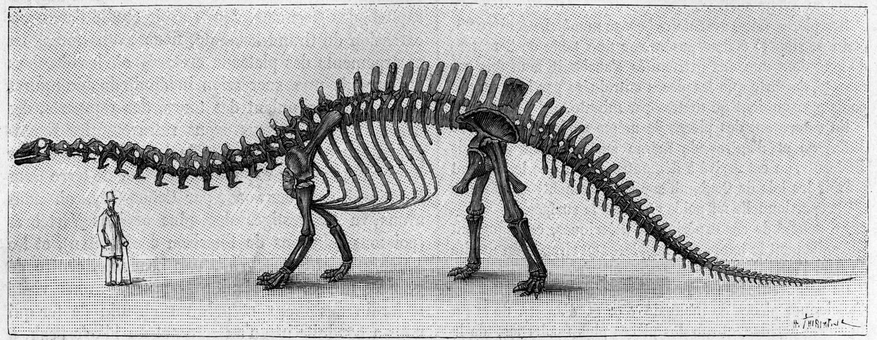 Dinoszaurusz csontváz: „” Brontosaurus excelsus”, március. A Sziklás-hegység felső jura. A rajz reprodukciója, amelyet March úr közölt Albert Gaudry intézettel. Gravírozás „” La Nature: revue des sciences et de leurs applications aux alkotó: Unknown artist