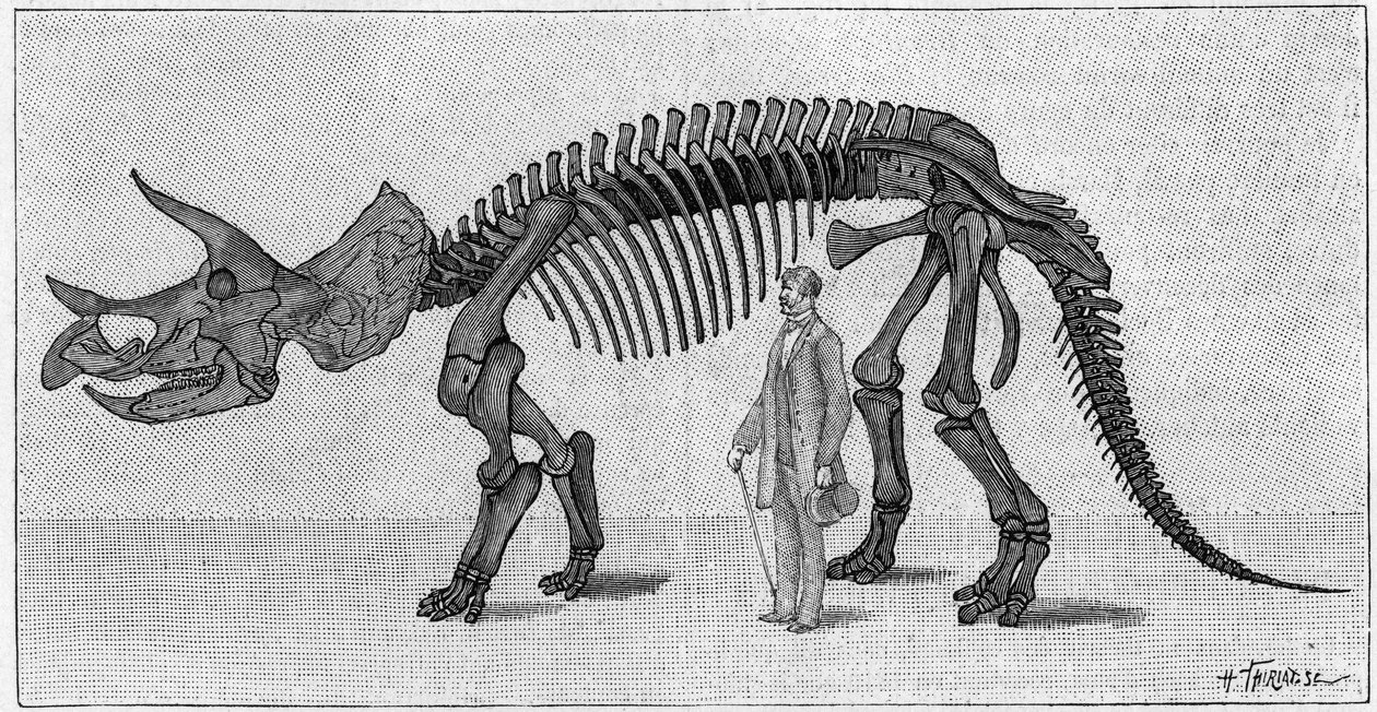 Dinoszaurusz csontváz: „” Triceratops prorsus”, március. A Sziklás-hegység felső krétája. A rajz reprodukciója, amelyet March úr közölt Albert Gaudry intézettel. Gravírozás „” La Nature: revue des sciences et de leurs applications aux ar alkotó: Unknown artist