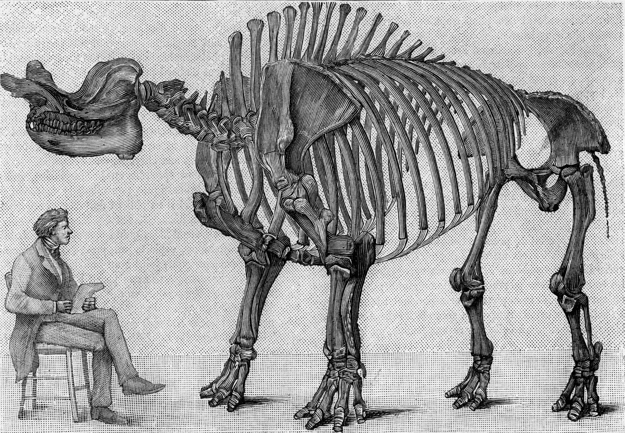 Dinoszaurusz csontváz: „” Brontops robustus”, március. A Sziklás-hegység miocénje. A rajz reprodukciója, amelyet March úr közölt Albert Gaudry intézettel. Gravírozás „” La Nature: revue des sciences et de leurs applications aux arts et a alkotó: Unknown artist