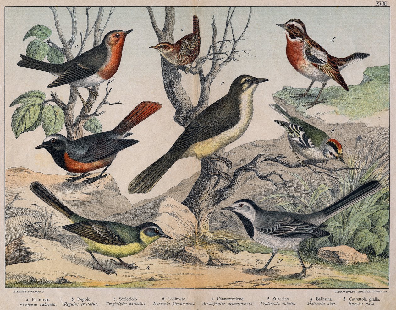 Diverses illustration of birds "History" natural birds". szerk. Hoepli, Milánó alkotó: Unknown Artist