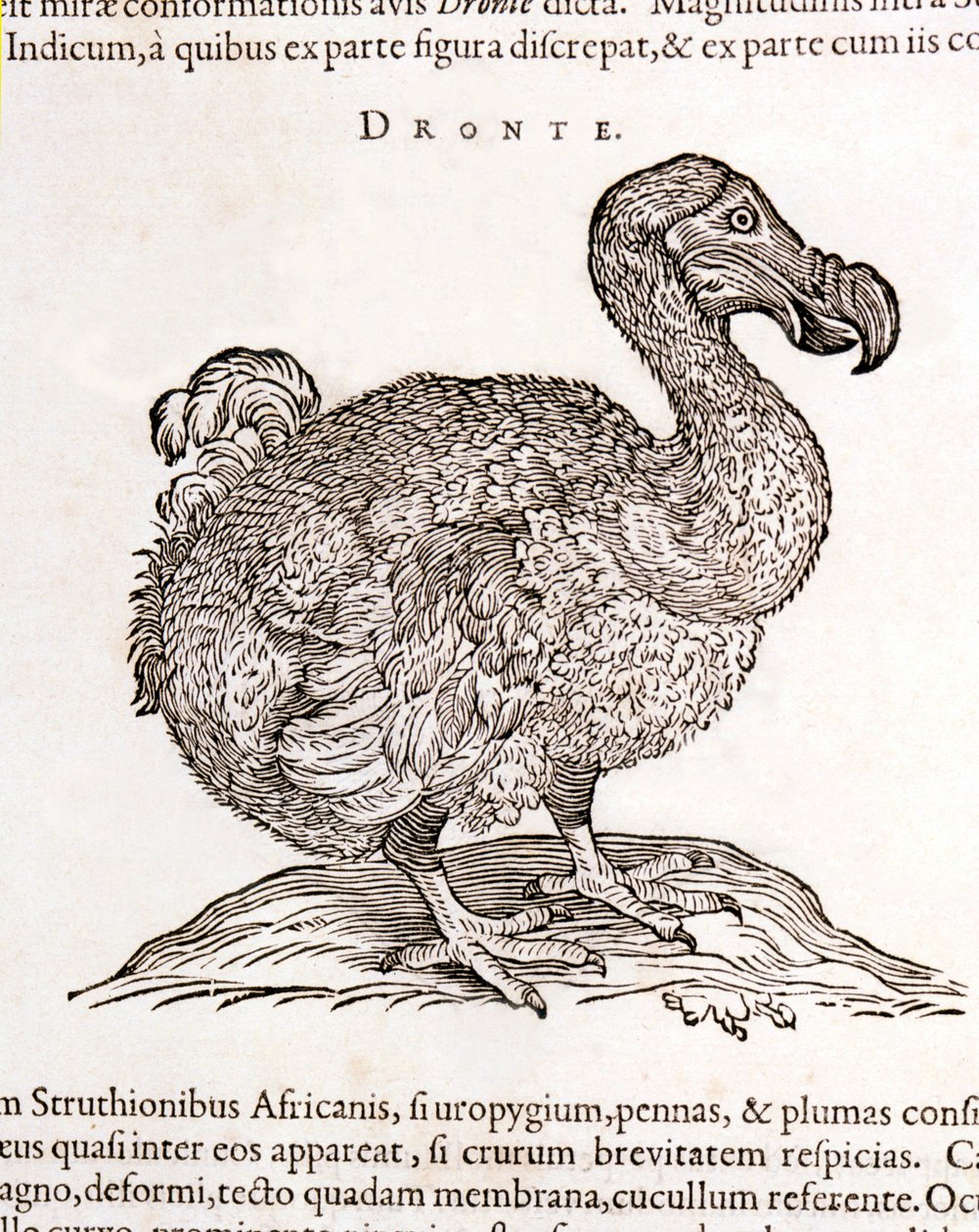 Dodo vagy Dronte. Madár eltűnt – William Piso, Amszterdam "Természeti és orvosi kérdésekről Indiában" című művében alkotó: Unknown artist