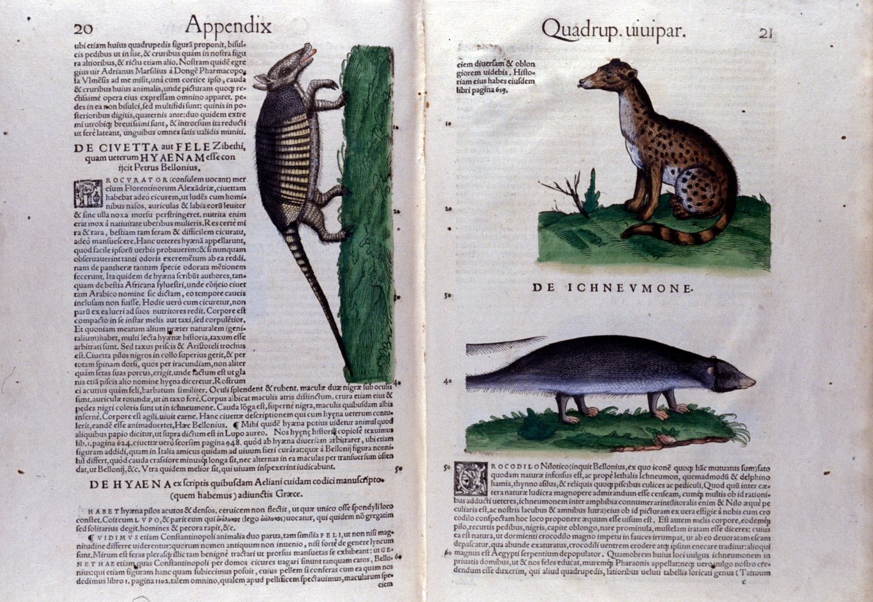 A Historia Animalium dupla oldala, Conrad Gesner (1516-1565), Tiguri alkotó: Unknown artist
