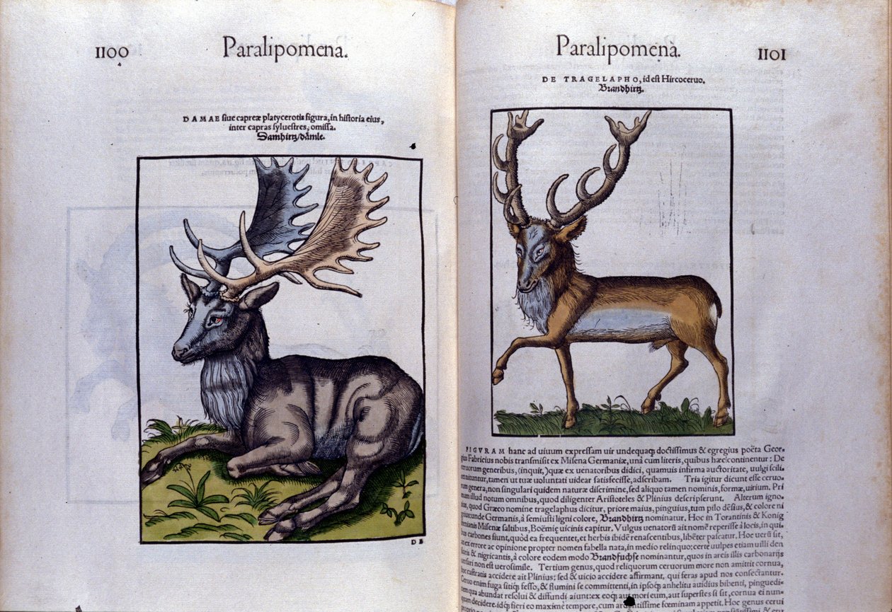 Kétoldalas szarvas a Historia Animaliumban, Conrad Gesner (1516-1565), Tiguri alkotó: Unknown artist