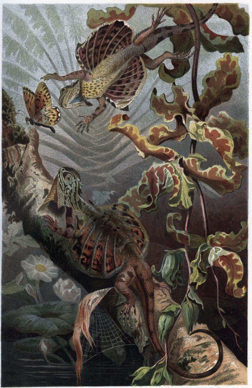 Draco volans, fán élő lezard változata - Draco (nemzetség) (repülő sárkányok) - metszet Alfred Edmund Brehm (1829-1884) "" Brehm