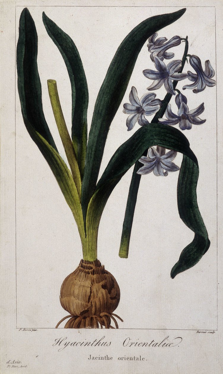 Keleti jácint (Hyacinthus Orientalia) Ázsiai növények botanikai táblája a XIX. alkotó: Unknown artist