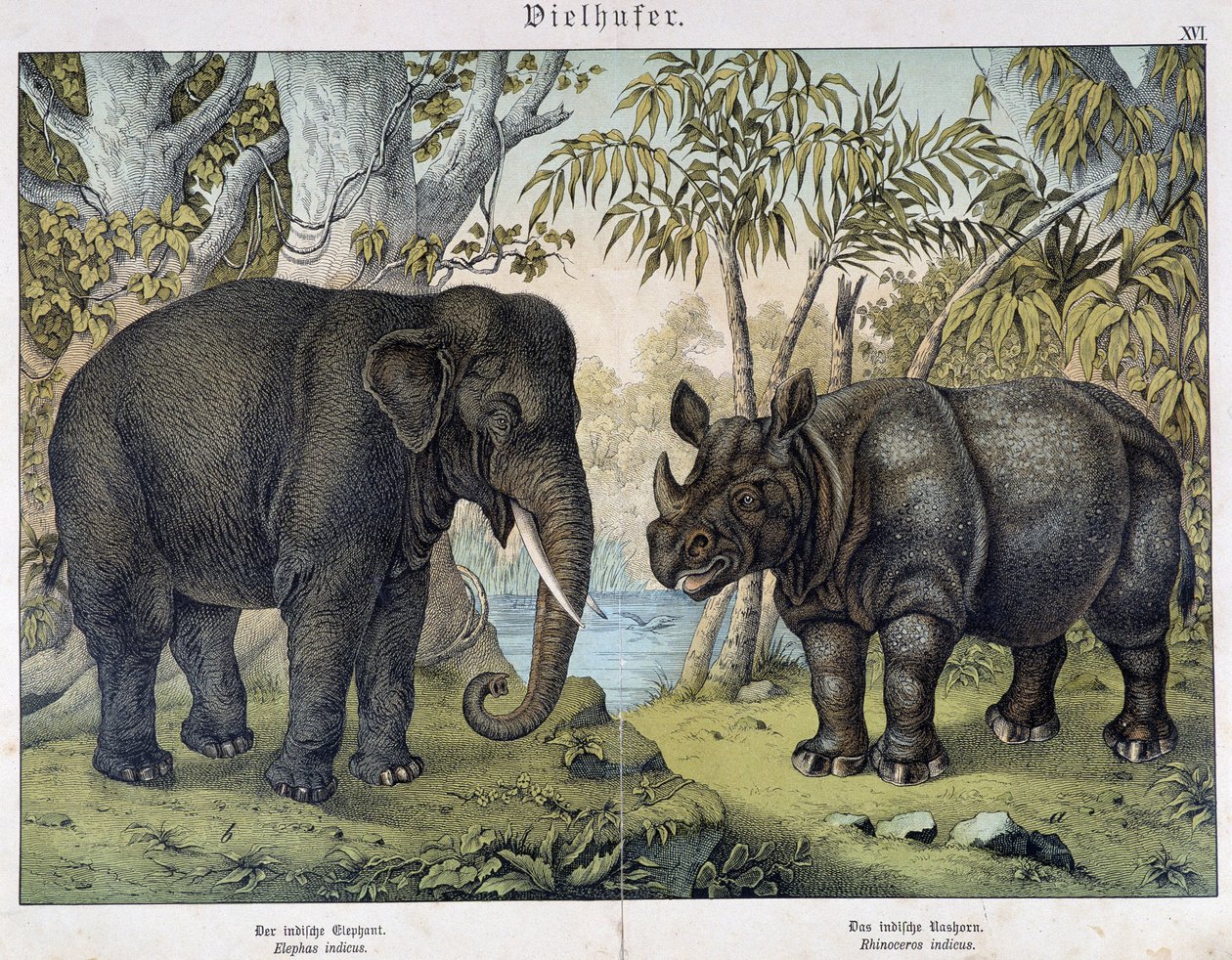 Elefánt és orrszarvú – „” Az emlősök természettörténetében””, szerk. Schreiber, München alkotó: Unknown artist