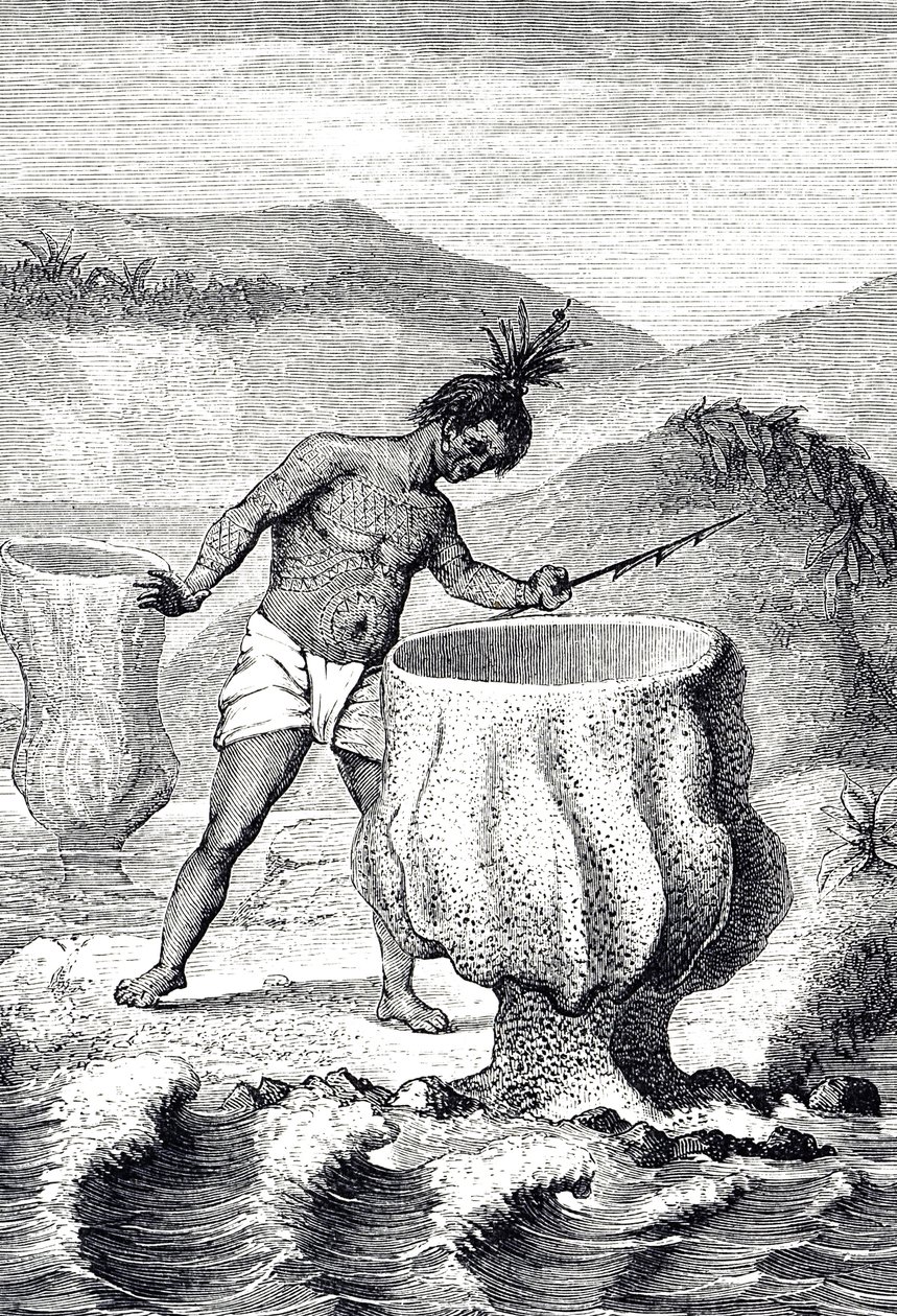 Metszet, amely a Neptunusz Serlegének (Thalassema Neptune) nevezett szivacsfajtát ábrázolja alkotó: Unknown artist