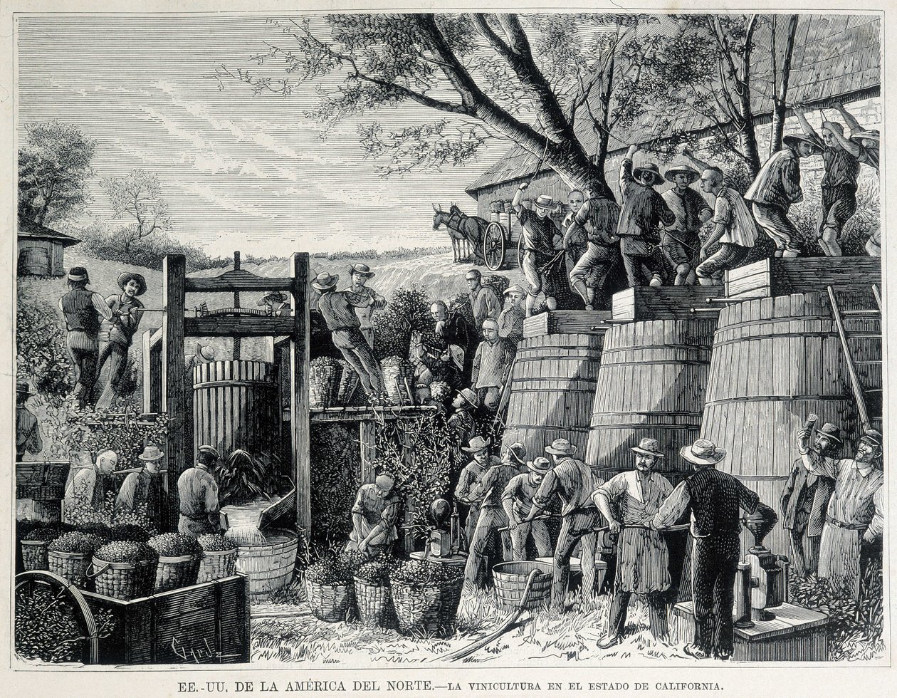 1876-ból származó metszet, amely a 19. századi kaliforniai szőlőtermesztést ábrázolja. alkotó: Unknown artist