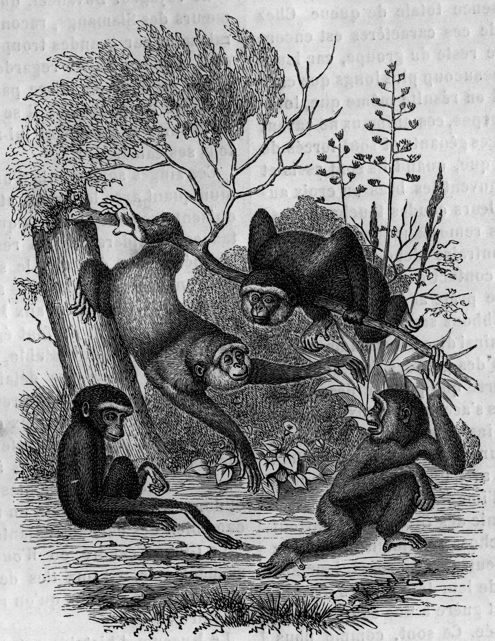 Az indiai Gibbons Hoolockot ábrázoló metszet. alkotó: Unknown artist