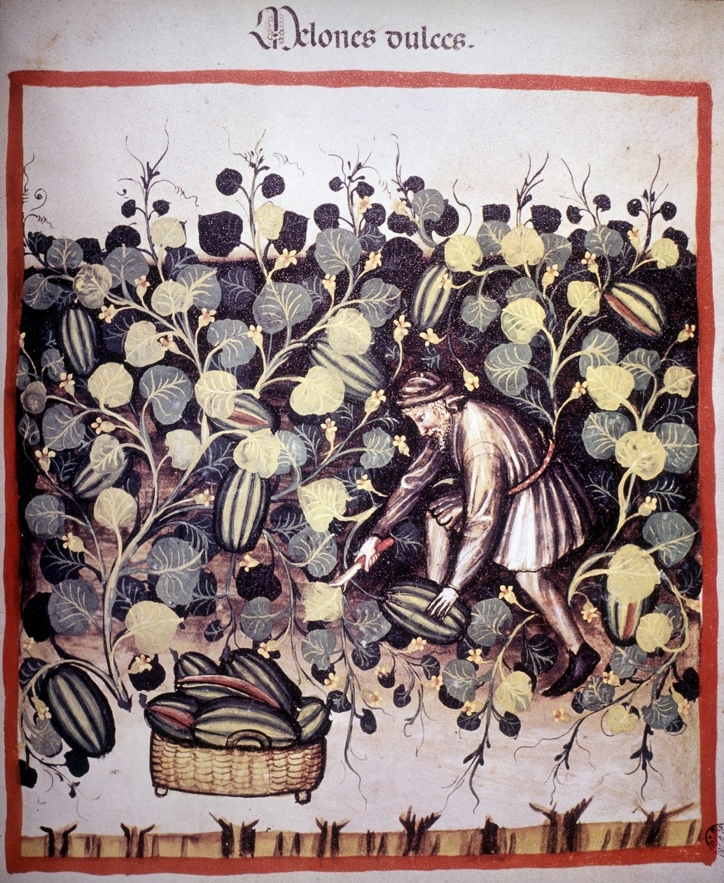 A „Tacuinum Sanitatis” dinnyegyűjteményét ábrázoló metszet. B.N, Bécs. alkotó: Unknown artist