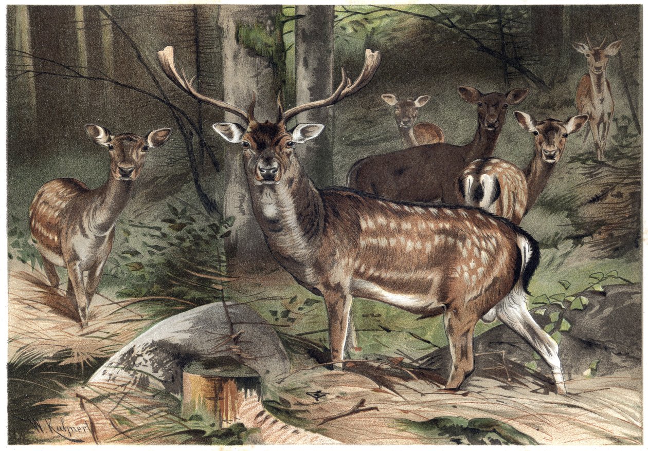 Európai velúr – A dámszarvas (Dama dama) – metszet Alfred Edmund Brehm (1829-1884) „” Brehm