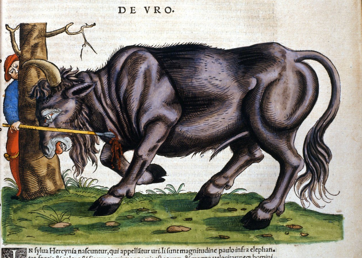 Európai bölény (Bos primigenius primigenius), amelynek fajtája a 17. században pusztult el a „Historia Animalium”-ban, Konrad Gesner alkotó: Unknown artist