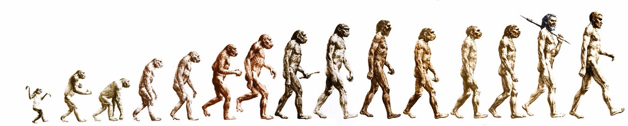 Evolúció: A morfológiák összehasonlítása a majomtól a mai emberig (különböző hominidák). század végi metszete. alkotó: Unknown artist