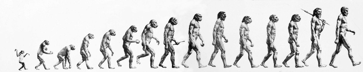 Evolúció: A morfológiák összehasonlítása a majomtól a mai emberig (különböző hominidák). század végi metszete. alkotó: Unknown artist