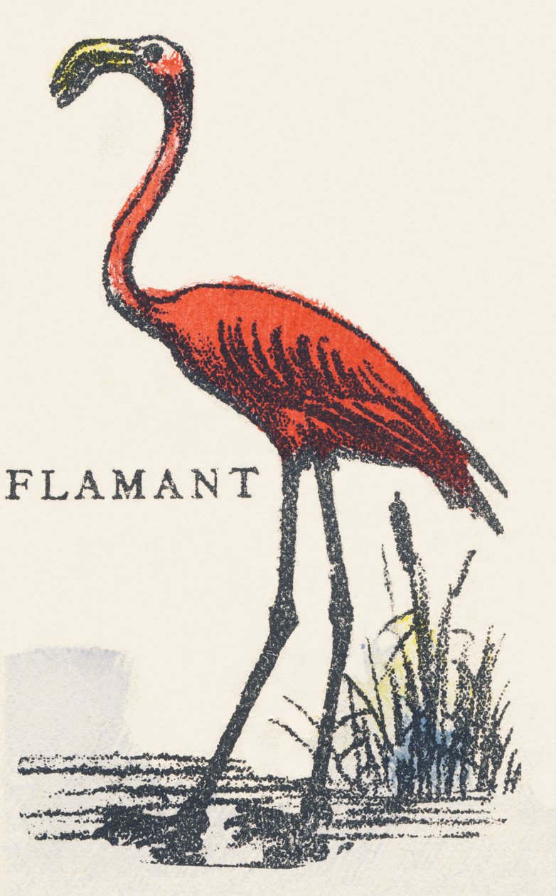 F: flamingó alkotó: Unknown artist