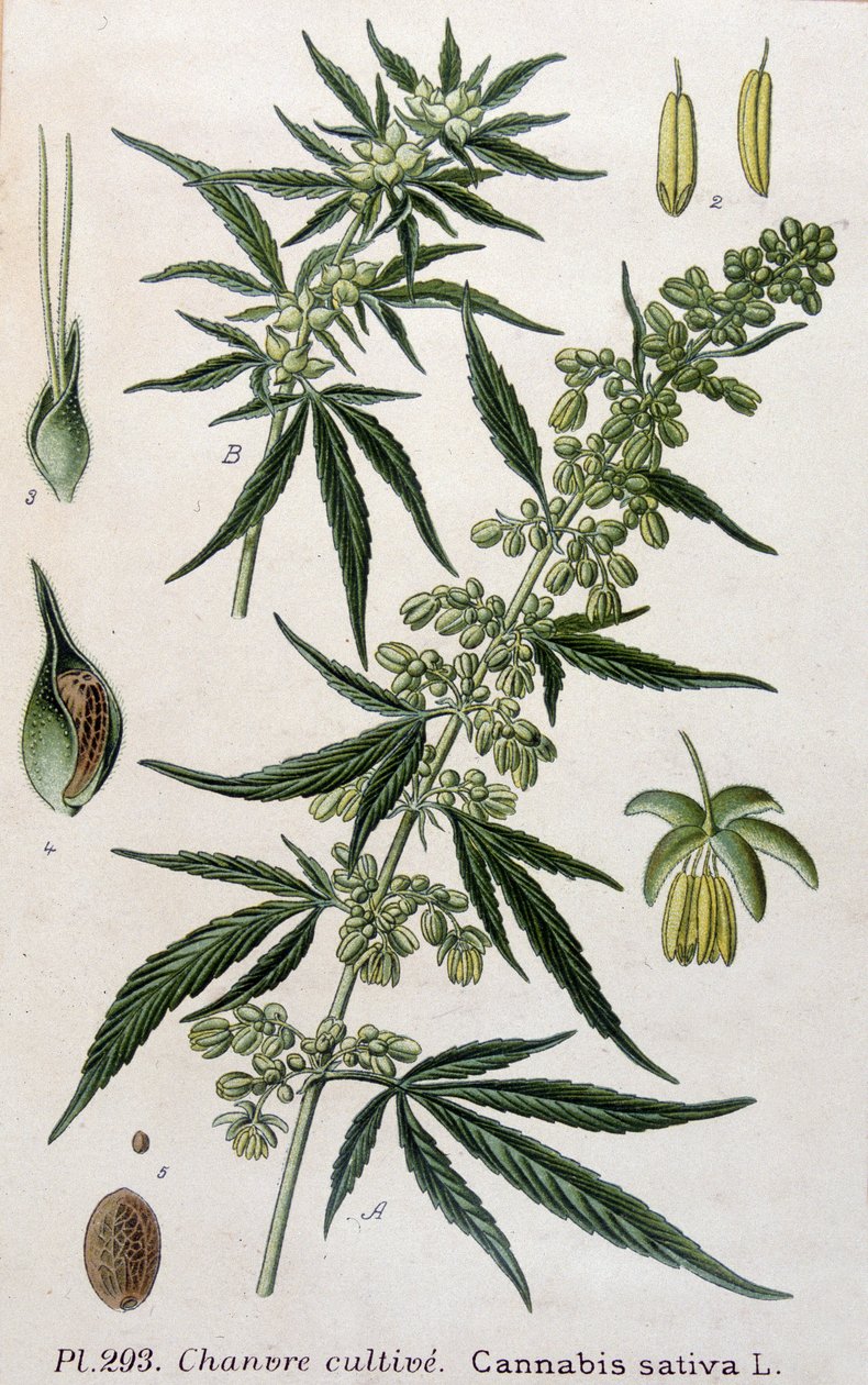 Női kannabisz növény. 19. századi metszet alkotó: Unknown artist