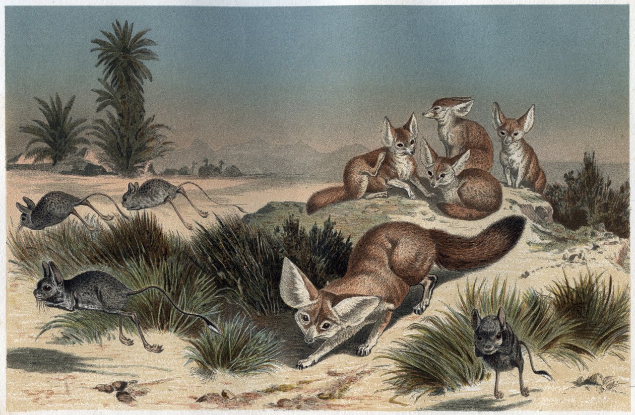 Fennec ou fox des sable du Sahara – Sivatagi róka (Vulpes zerda) – metszet Alfred Edmund Brehm (1829-1884) „” Brehm