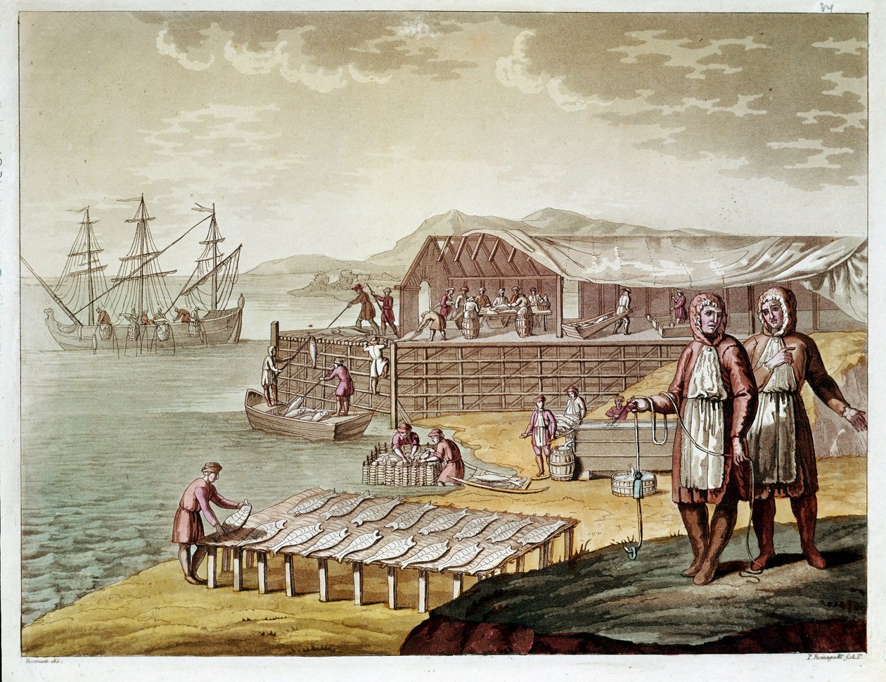 Tőkehal halászata és szárítása Új-Fundlandon. (Metszés alkotó: Unknown artist