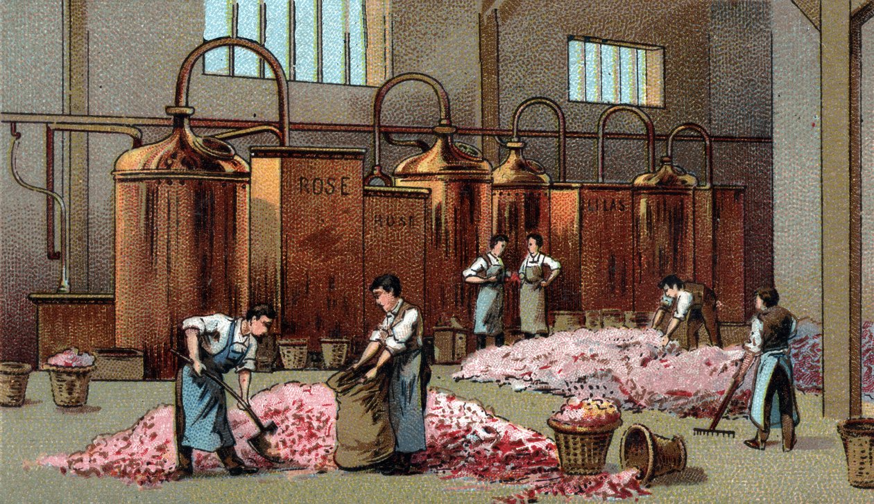 Virágpárlat a Flowers benzin és víz előállításához. A 19. század végének kromolitográfiája alkotó: Unknown artist