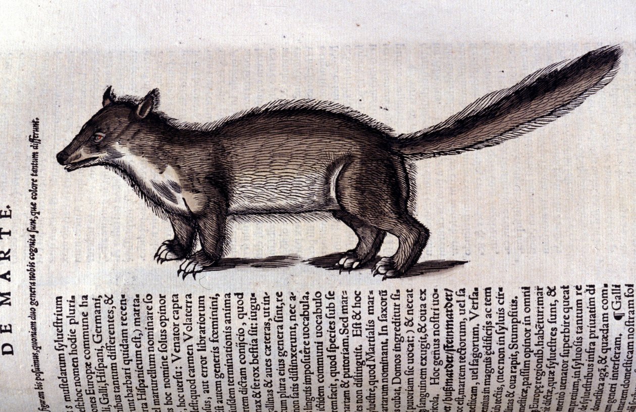 Prémes állat – Conrad Gesner (1516-1565), Tiguri az állatok történetében alkotó: Unknown artist
