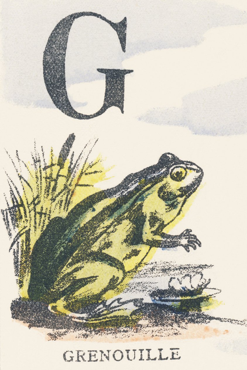 G: béka alkotó: Unknown artist