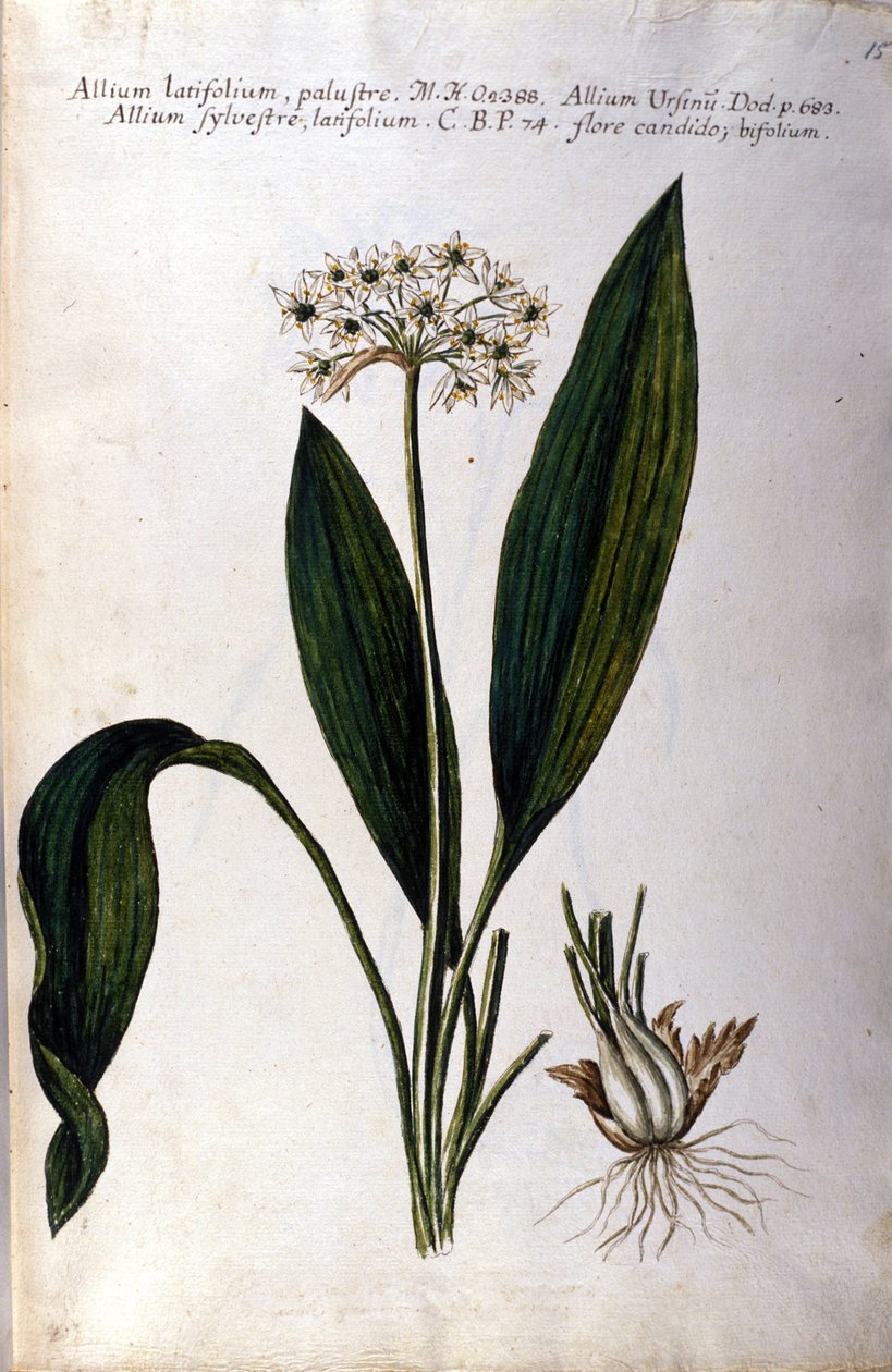 Fokhagyma. 19. századi herbárium. alkotó: Unknown artist
