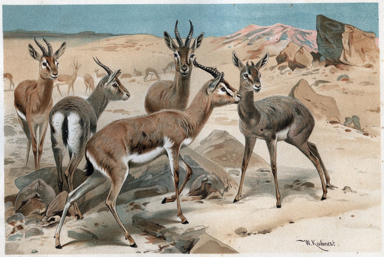 Gazella - metszet a „Brehm