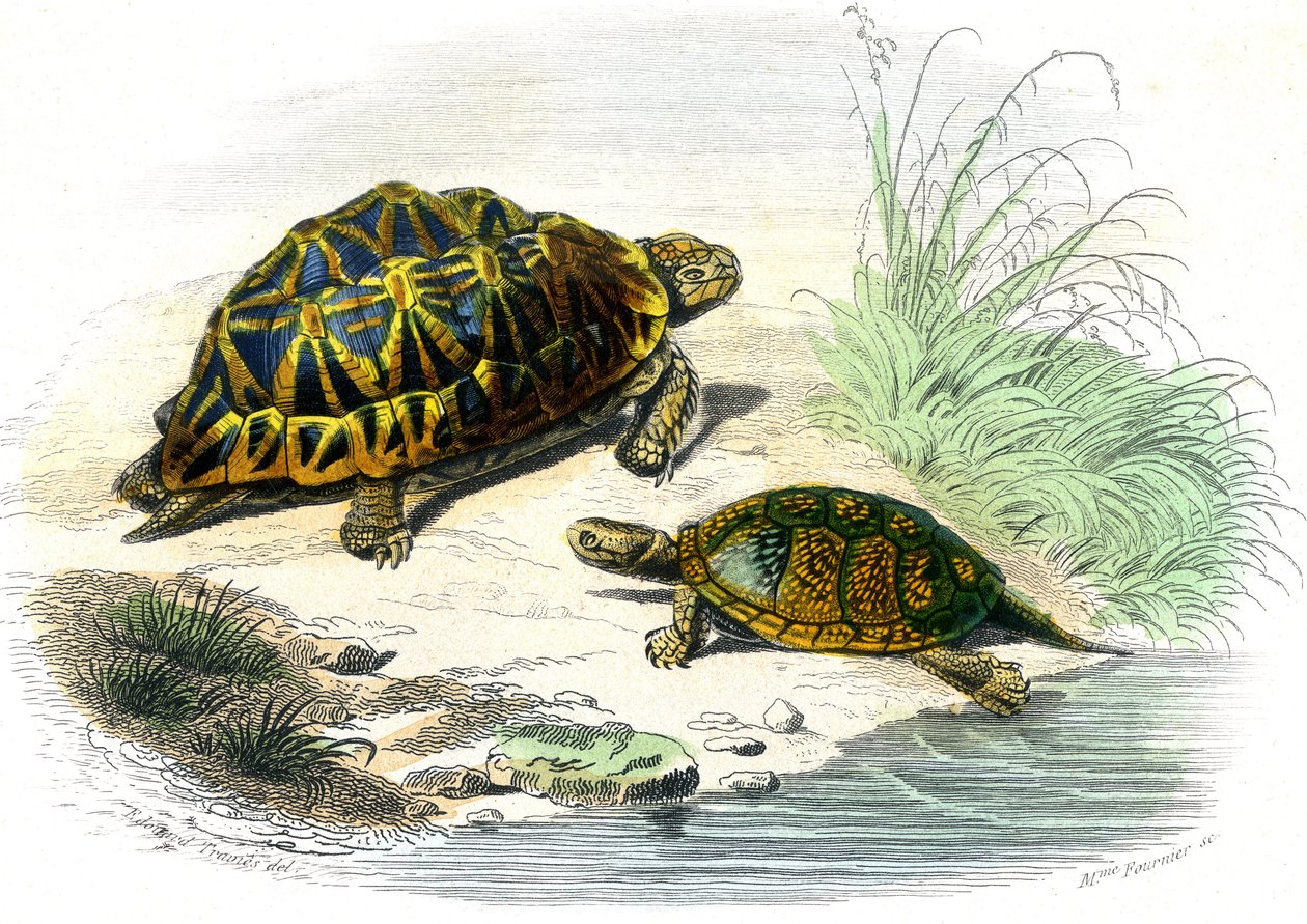 Geometrikus teknős (Testudo geometrica) és sárga teknős alkotó: Unknown artist