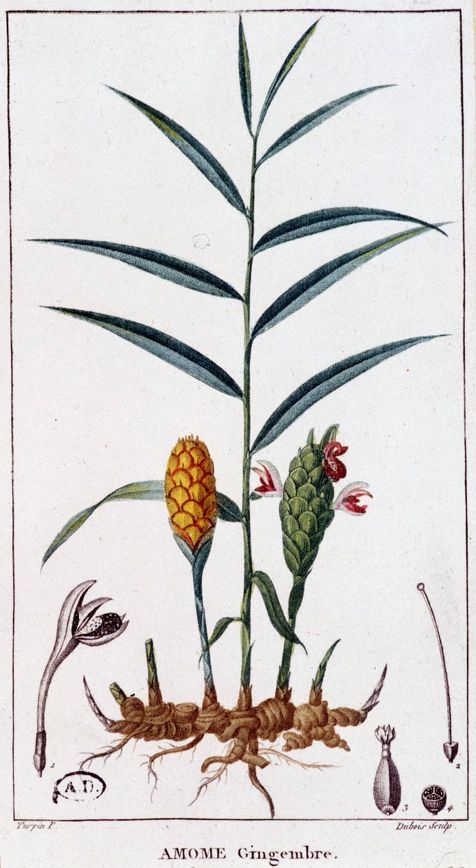 Gyömbér (Amome) - botanikai tábla alkotó: Unknown artist