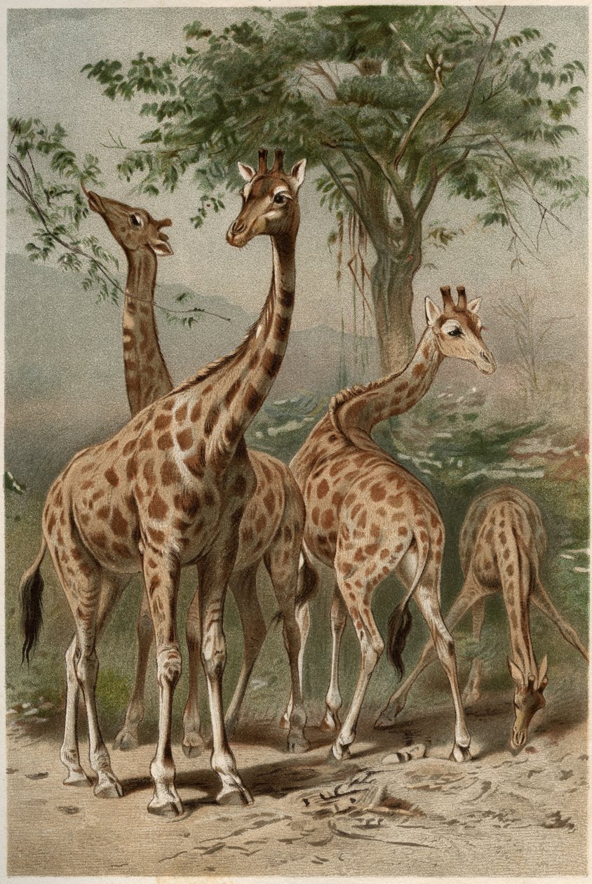 Zsiráf – A zsiráf (Giraffa camelopardalis) – metszet Alfred Edmund Brehm (1829-1884) „” Brehm