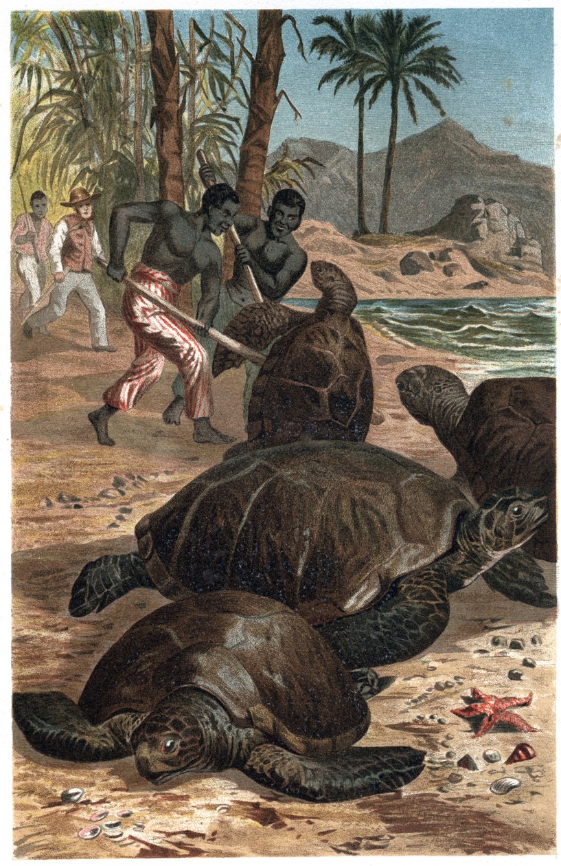 Zöld teknős vagy atlanti teknős – A zöld tengeri teknős (Chelonia mydas) – metszet Alfred Edmund Brehm (1829-1884) „” Brehm