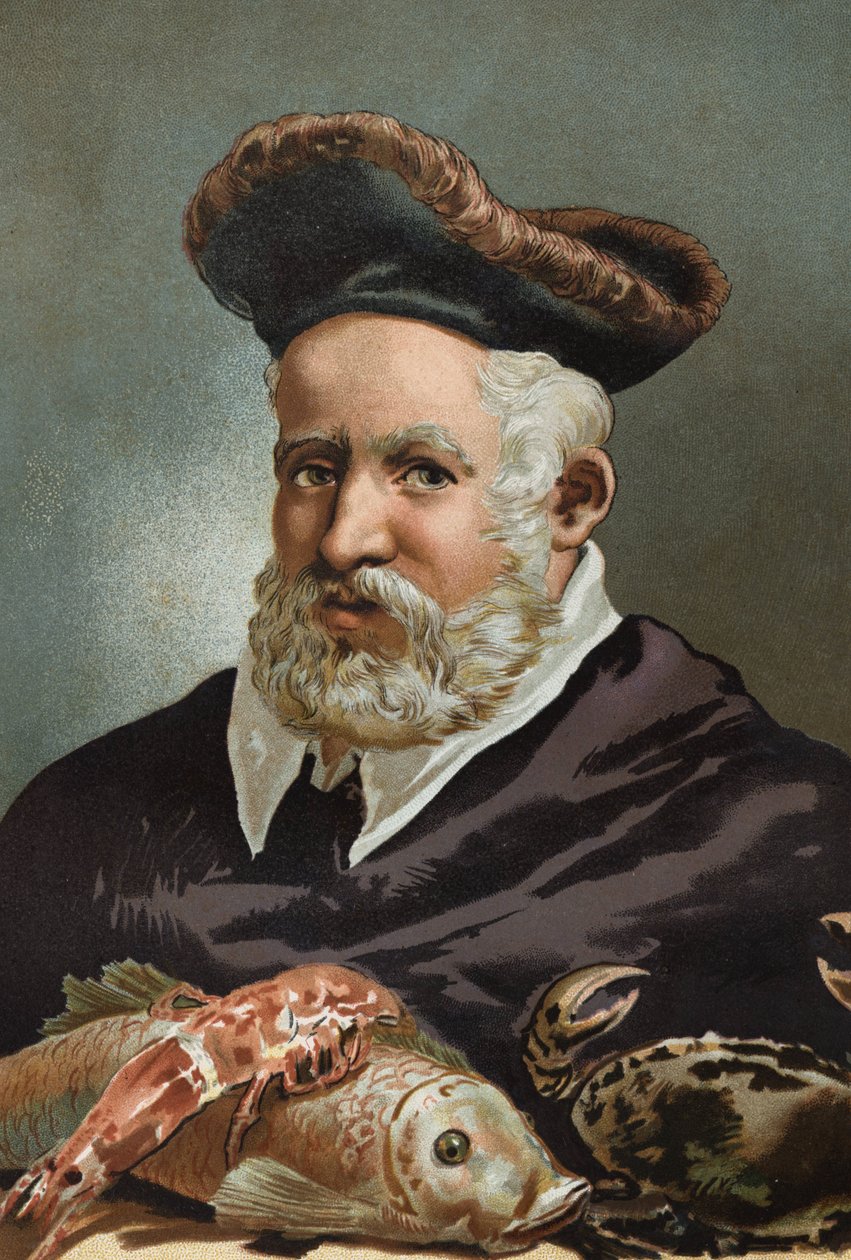 Guillaume Rondelet természettudós és francia orvostudomány. 1507-1566.után Louis Figuier Tudomány és emberei. Barcelona 1881 alkotó: Unknown artist