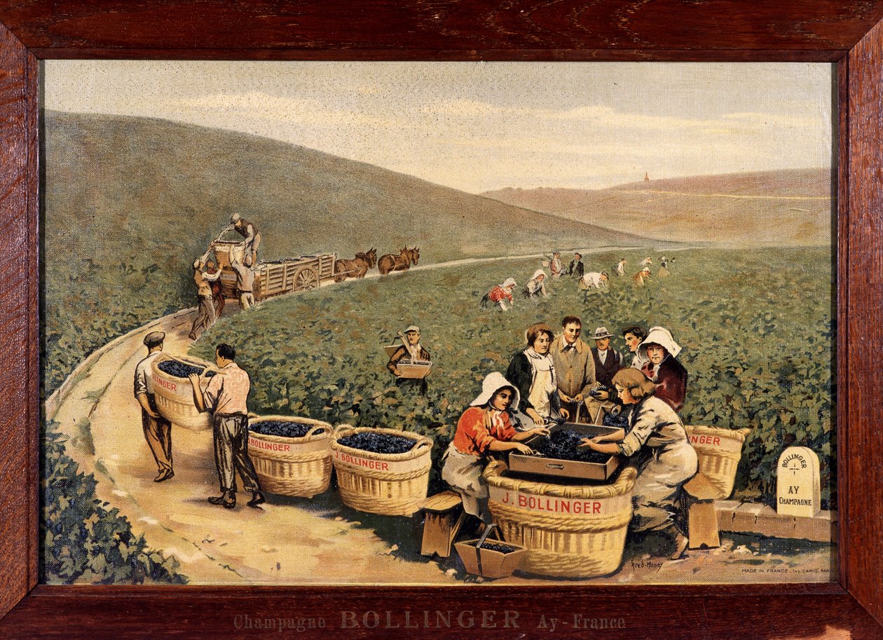 Szüret Bollingerben. 1900 körül. alkotó: Unknown Artist