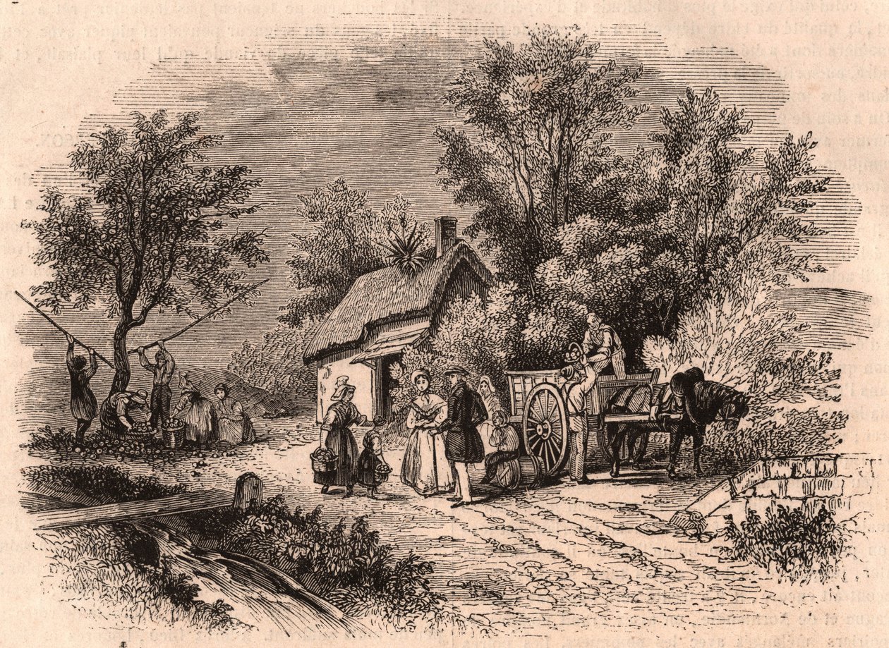 Alma betakarítás Normandiában, Franciaországban alkotó: Unknown